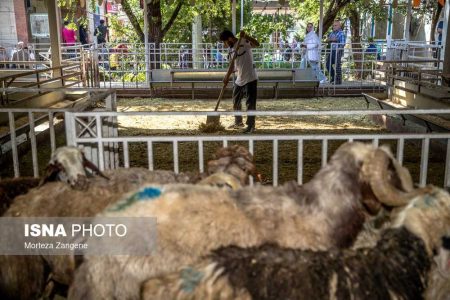 اطمینان از سلامت دام در جایگاه های عرضه دام زنده شهرداری تهران