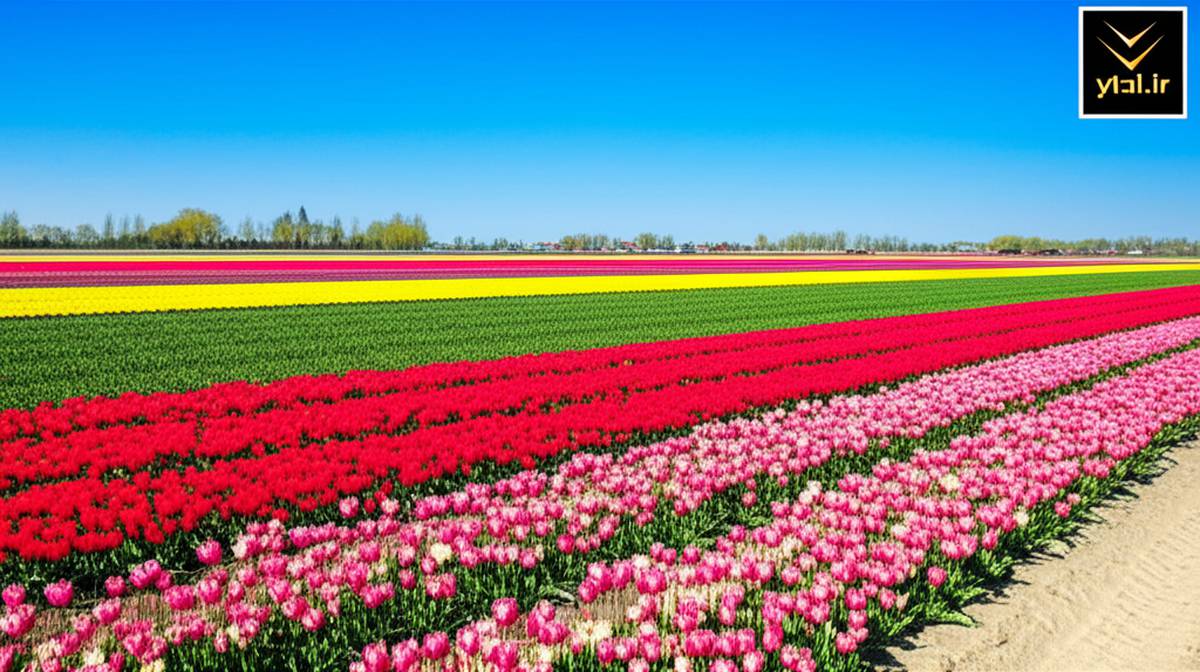 کی و کجا لاله های آمستردام را ببینیم